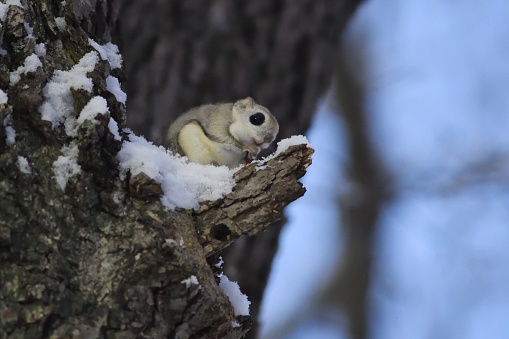 A flying squirrel sits on a snowy branch and eats the winter buds of an alder tree in a park in Hokkaido.