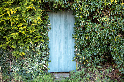 Old wooden door to a back garden surrounded by foliage