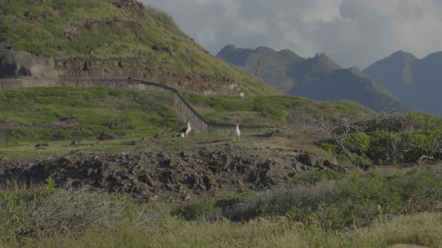 a pair of albatross watch over their island colony at Kaena Point Oahu with majestic volcanic mountains in the background
