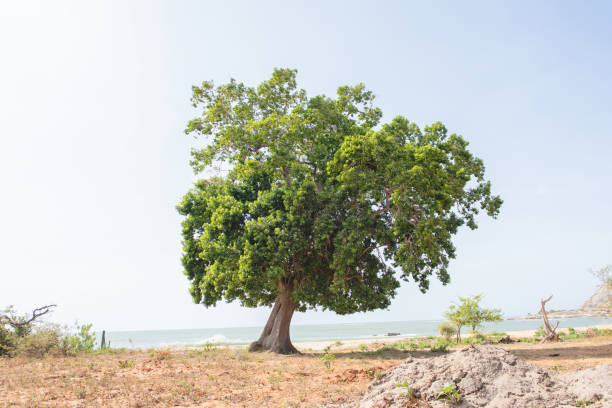 The big trees by the seaside are against the background of blue sky.