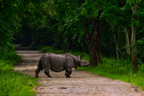 The Indian rhinoceros (Rhinoceros unicornis), also called the greater one-horned rhinoceros and great Indian rhinoceros, is a rhinoceros native to the Indian subcontinent.
