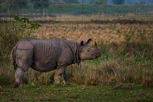 In a early winter morning a rhino was standing by the side of the road. So I took the opportunity and captured this portrait