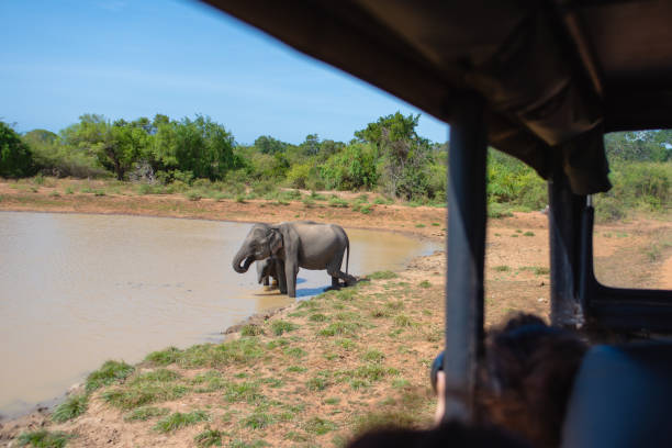 istock Sitting in the sightseeing bus, watching elephants drinking water. 1974511522