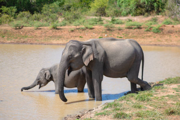 istock Elephants and little elephants are drinking water by the river 1974511524