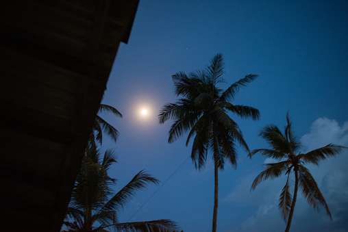 The silhouette of coconut trees and the moon.