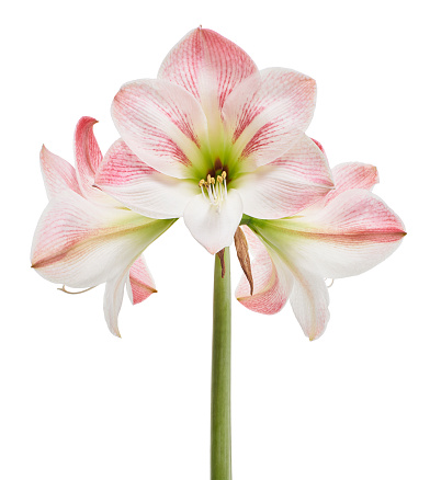 Pink Lily on White Background