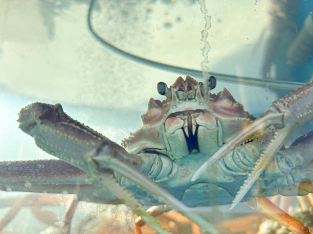 istock Snow crab, live snow crab in an aquarium 1974518949