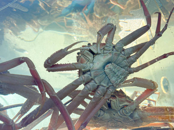 istock Snow crab, live snow crab in an aquarium 1974518950