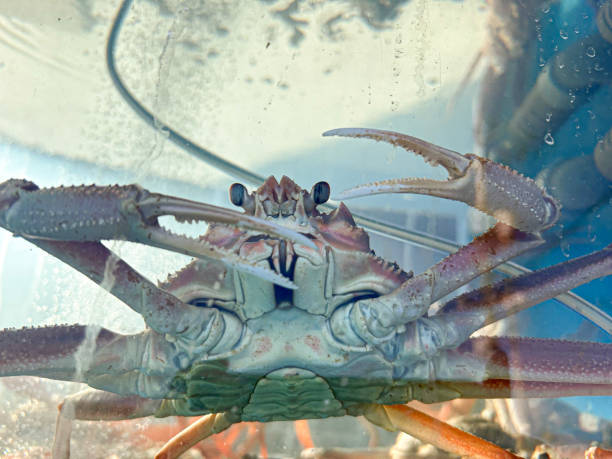 istock Snow crab, live snow crab in an aquarium 1974518984