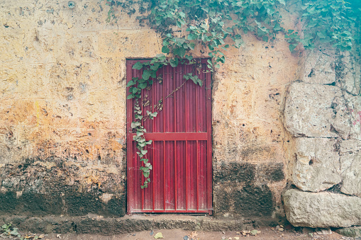 An old abandoned building covered with ivy and a red iron door. Stock photo.