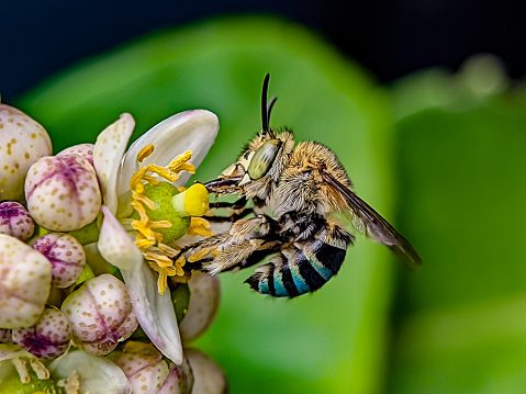 Amegilla is a large genus of bees in the tribe Anthophorini. Close up macro photo of blue banded bee looking sideways looking for lemon flower nectar.