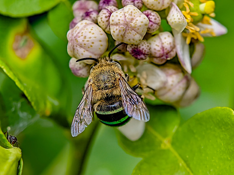 Amegilla is a large genus of bees in the tribe Anthophorini. Close up macro photo blue-banded bees looking at the top or back looking for lemon flower nectar.