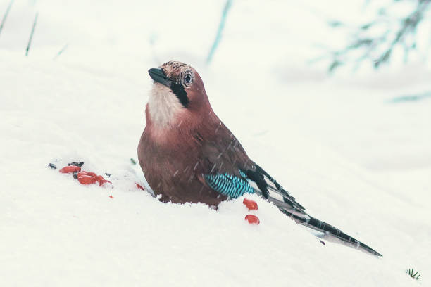 A jay sits on the snow in a winter forest eating peanuts.
