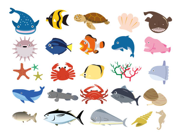 Sea creatures seafood shellfish diver set Vector illustration aquatic mammal stock illustrations