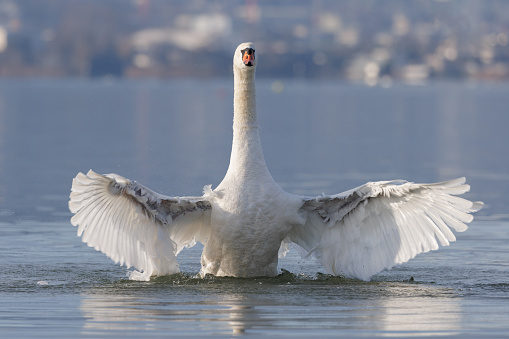 Swan with spread wings