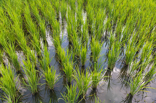 Methane emissions from traditinal flooded rice production