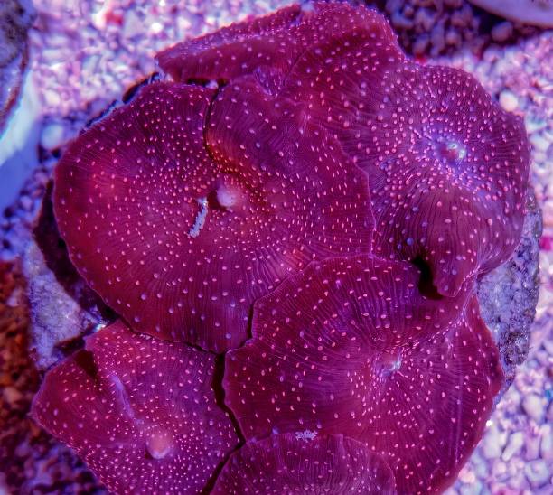 One of my Favorite Corals