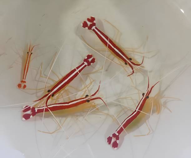 istock Lysmata Amboinensis Shrimp 1974545629