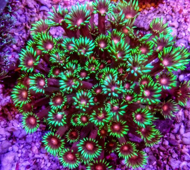 istock Green Goniopora Coral 1974548873
