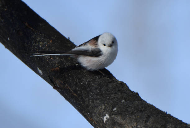 istock Long-tailed tit perches on a maple tree in a winter park in Hokkaido. 1974552103