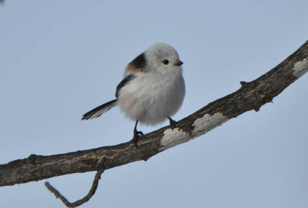 istock Long-tailed tit perches on a maple tree in a winter park in Hokkaido. 1974552113