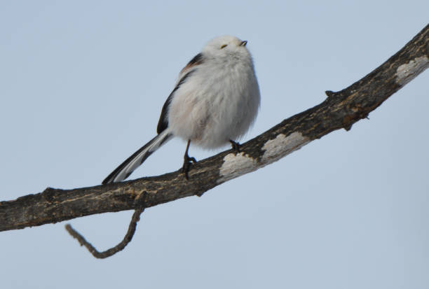 istock Long-tailed tit perches on a maple tree in a winter park in Hokkaido. 1974552116
