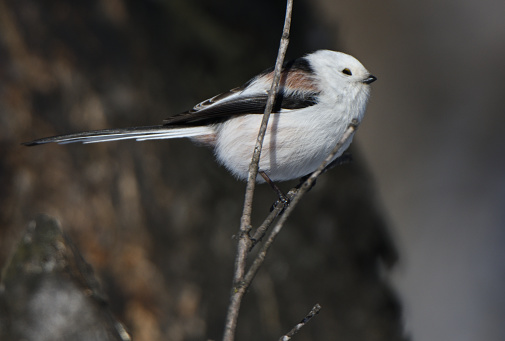 Long-tailed tit perches on a maple tree in a winter park in Hokkaido.
