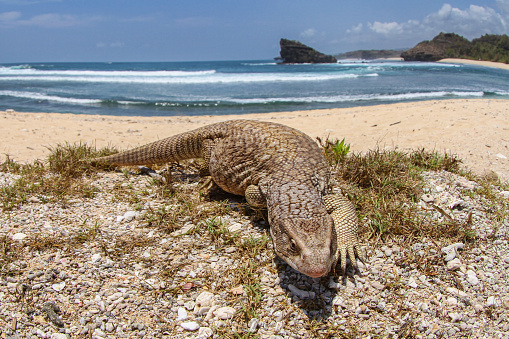 savannah monitor lizard roam at the tropical beach