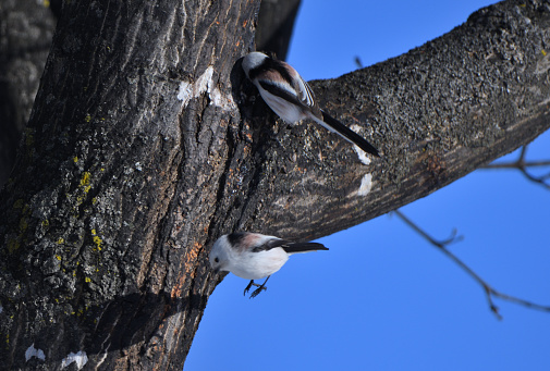 A long-tailed tit takes flight from a maple tree in a winter park in Hokkaido.