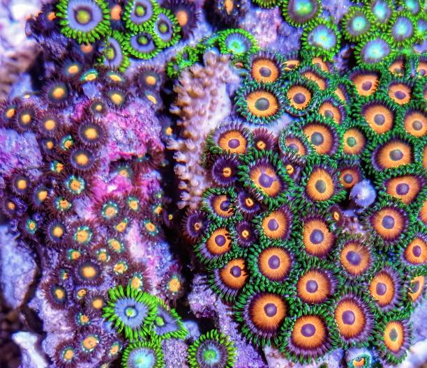 istock Colourful Zoanthus Coral 1974569757