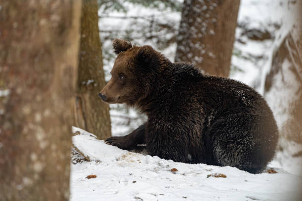 A majestic Grizzly bear on a snow-covered hillside