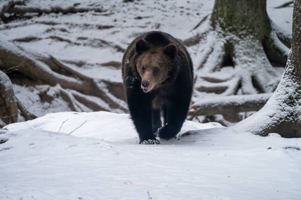istock Majestic Grizzly bear on a snow-covered hillside 1974572914