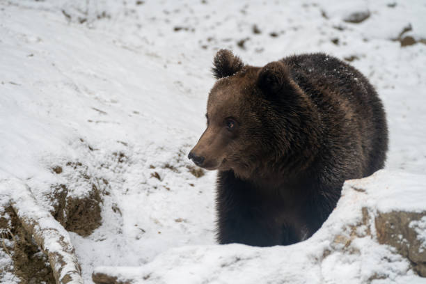istock Majestic Grizzly bear on a snow-covered hillside 1974572917