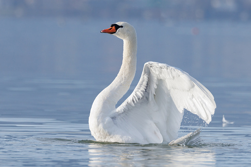 Swan with spread wings