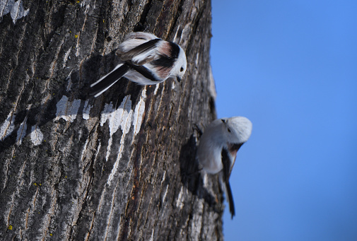 Two long-tailed tits licking the sap of a maple tree in a winter park in Hokkaido.