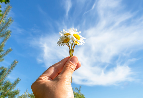 A bouquet of daisies in hand against a background of blue sky with clouds. Summer, joy