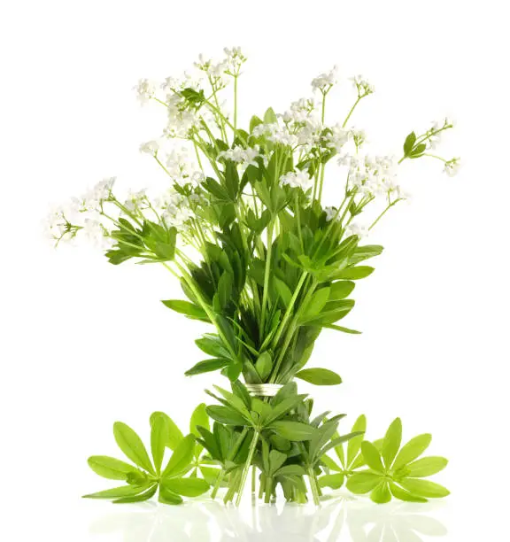 Fresh Woodruff with Blossoms on white Background