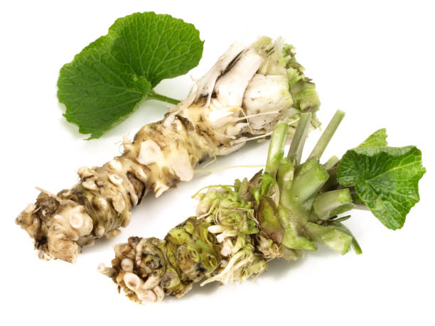 istock Wasabi Roots with Leaves on white Background 1974596232