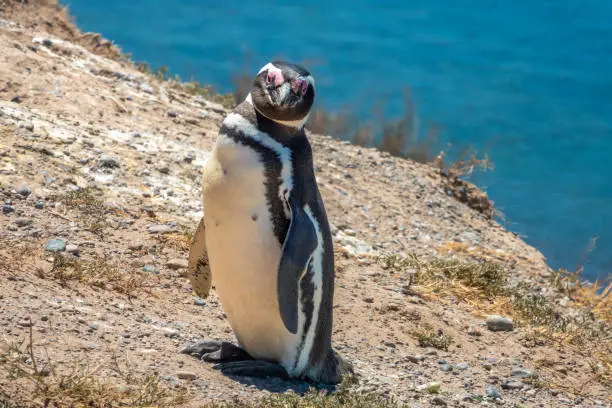 Closeup of a Magellan penguin on the stunning coast of the ValdÃ©s Peninsula Nature Reserve, Patagonia, Argentina