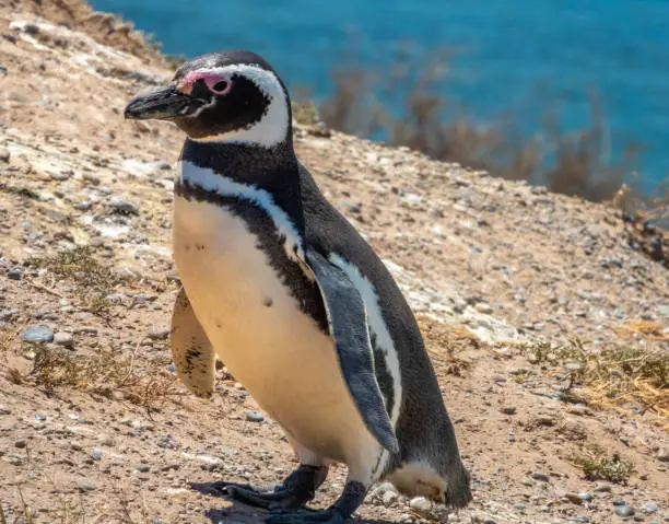 Closeup of a Magellan penguin on the stunning coast of the ValdÃ©s Peninsula Nature Reserve, Patagonia, Argentina