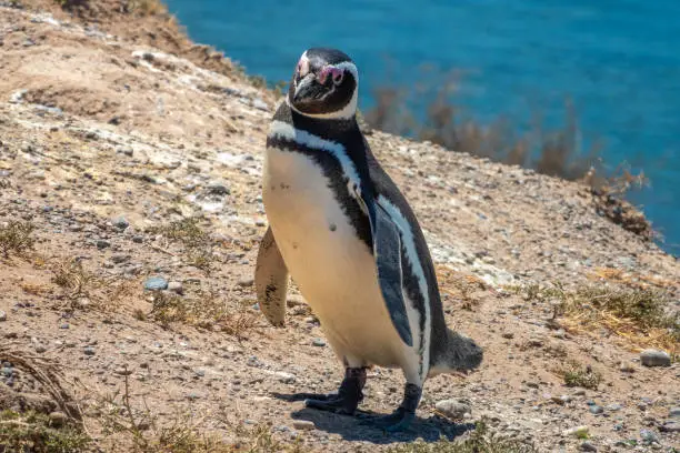 Closeup of a Magellan penguin on the stunning coast of the ValdÃ©s Peninsula Nature Reserve, Patagonia, Argentina