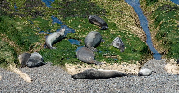 Large colonies of young Elephant Seals moulting their skins on the shores of the ValdÃ©s Peninsula, Patagonia, Argentina.