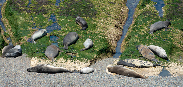 Large colonies of young Elephant Seals moulting their skins on the shores of the ValdÃ©s Peninsula, Patagonia, Argentina.