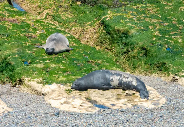 Large colonies of young Elephant Seals moulting their skins on the shores of the ValdÃ©s Peninsula, Patagonia, Argentina.