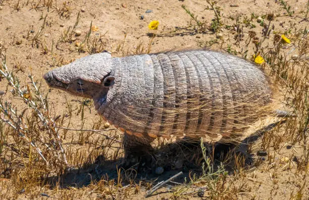 Photo of Patagonian armadillo foraging the deserts of the ValdÃ©s Peninsula Nature Reserve, Chubut, Patagonia, Argentina