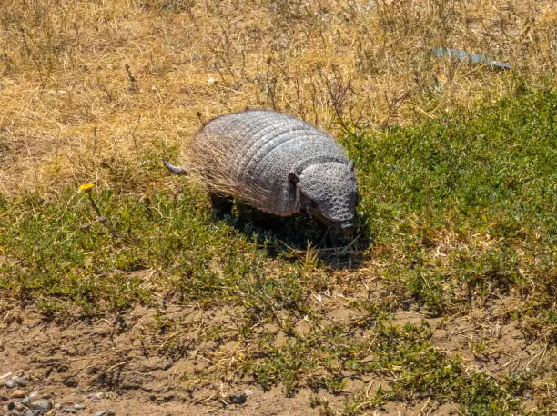 Photo of Patagonian armadillo foraging the deserts of the ValdÃ©s Peninsula Nature Reserve, Chubut, Patagonia, Argentina
