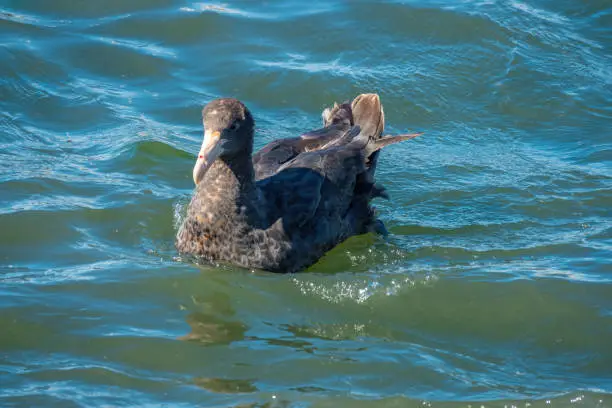 Photo of Storm petrel breeding near the shores of the city of Ushuaia, Tierra del Fuego, Argentina