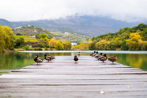 Beautiful autumn landscape with lake and wild ducks on wooden pier.