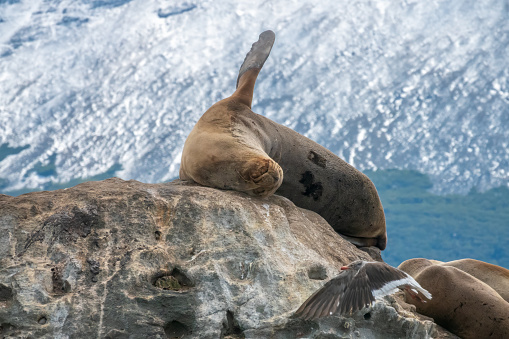 Seals, blue-eyed (royal cormorants) and other seabirds breeding on the rocky islets of the Beagle Channel, Tierra del Fuego, Argentina