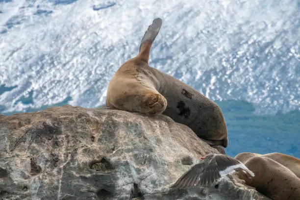 Photo of Seals, blue-eyed (royal cormorants) and other seabirds breeding on the rocky islets of the Beagle Channel, Tierra del Fuego, Argentina